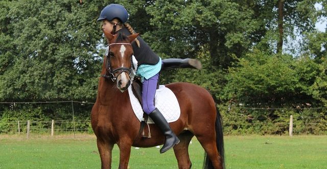 Cours d’équitation : quel équipement acheter pour votre enfant ?