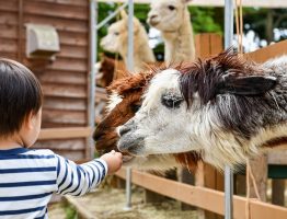10 bonnes raisons d’emmener vos enfants visiter une ferme pédagogique‍