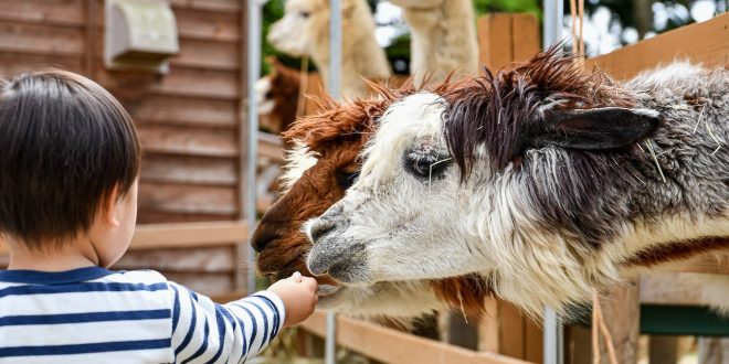 10 bonnes raisons d’emmener vos enfants visiter une ferme pédagogique‍