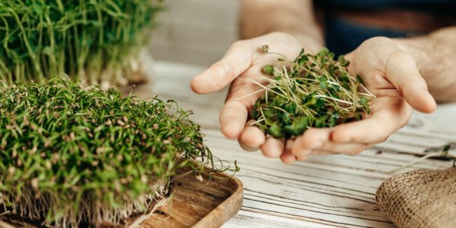 Boostez votre énergie naturellement avec ces plantes médicinales antifatigue
