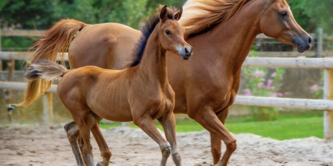Les méthodes modernes de dressage d’un cheval
