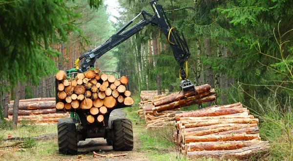 9 questions sur le débardage d’arbre réussi